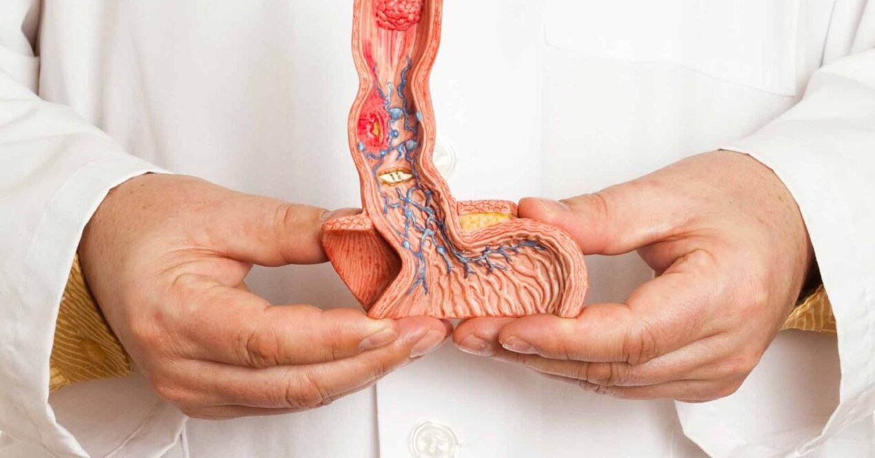 penis quruluşu